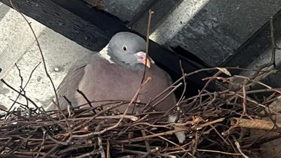 У Львові живе горлиця