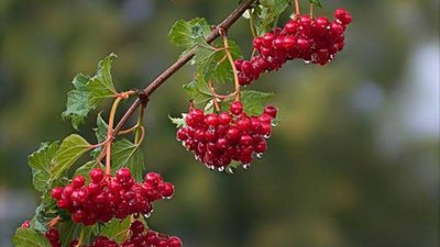 У Львові проведуть в останню путь загиблого в зоні ООС Миколу Рудника