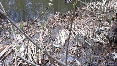 У Львові просять прибрати озеро, де живуть дикі качки (ФОТО)