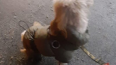 У Львові у магазини Порошенка не впускають клієнтів з собаками