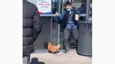Як під час карантину чоловік на повідку вигуляв курку (ВІДЕО)