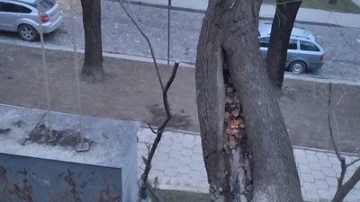 У Львові на Коцюбинського зріжуть два аварійні ясени