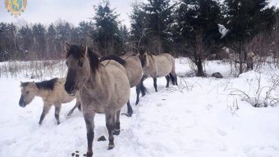 У Яворівському НПП продовжують роботи для створення належних умов утримання коней-тарпанів