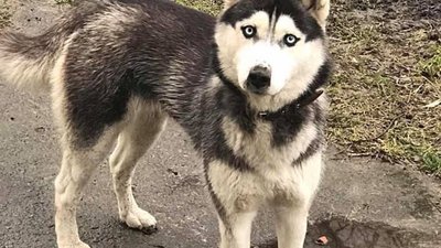 У Львові розшукують зниклого собаку