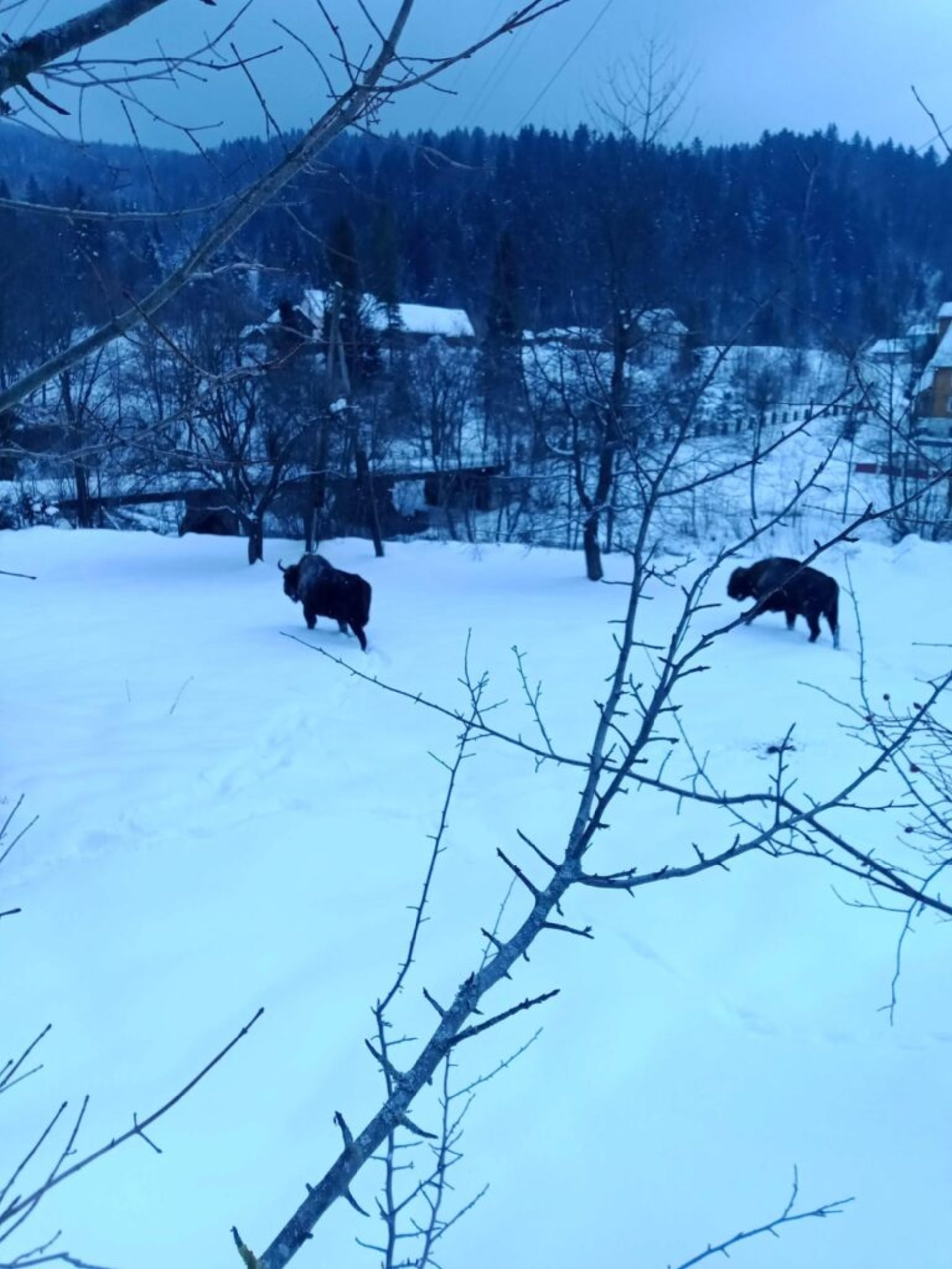 На Львівщині зубри виходять з лісу і об’їдають селян, фото парку