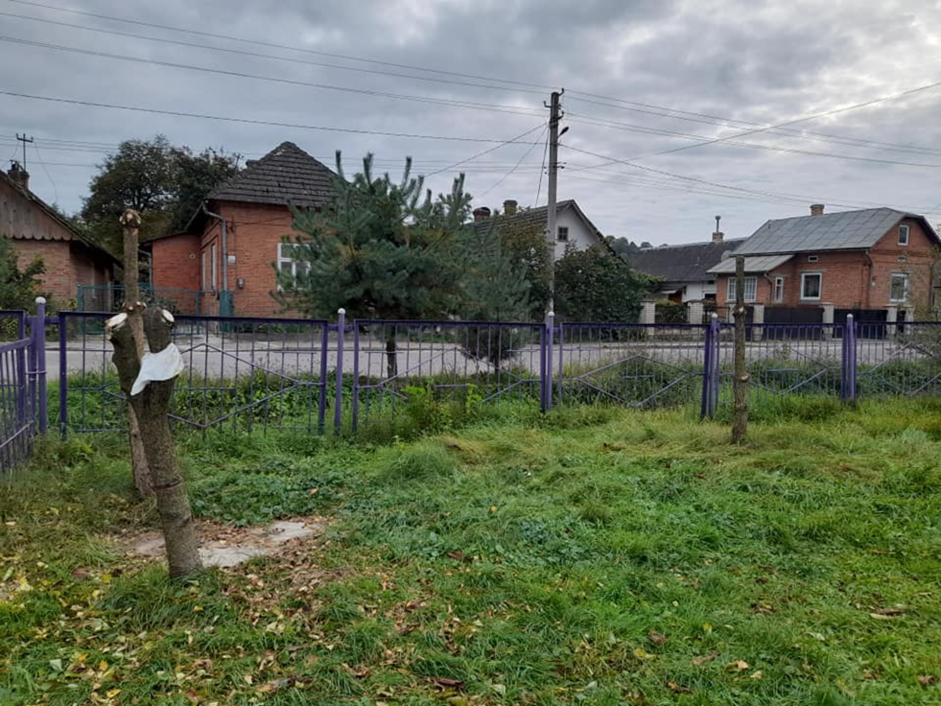 На Львівщині на території дитячого садку вирубали сосни, фото Михайло Галущак