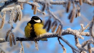 В Україні новий тиждень почнеться з потепління
