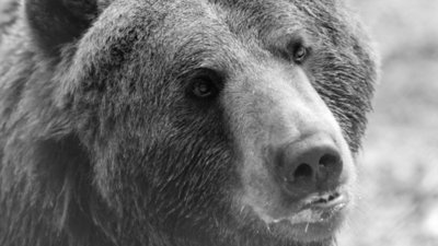 На Львівщині у притулку помер ведмідь