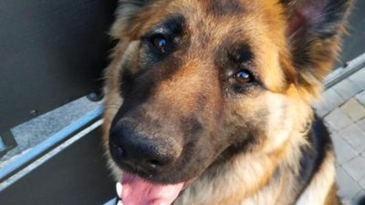 У Львові врятували вівчарку, яка під час стрибка напоролася на огорожу