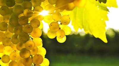 На Львівщині створять кооперативи виноградарів