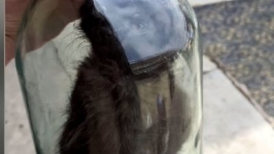 У Львові розшукують чоловіка, який закрив кота у банці (ВІДЕО)
