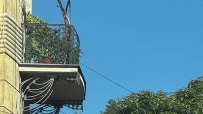 У Львові на балконі росте пальма