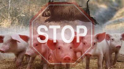 АЧС вразила сусідню з Львівщиною область