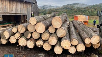 Мешканець Львова користувався 2 га лісу