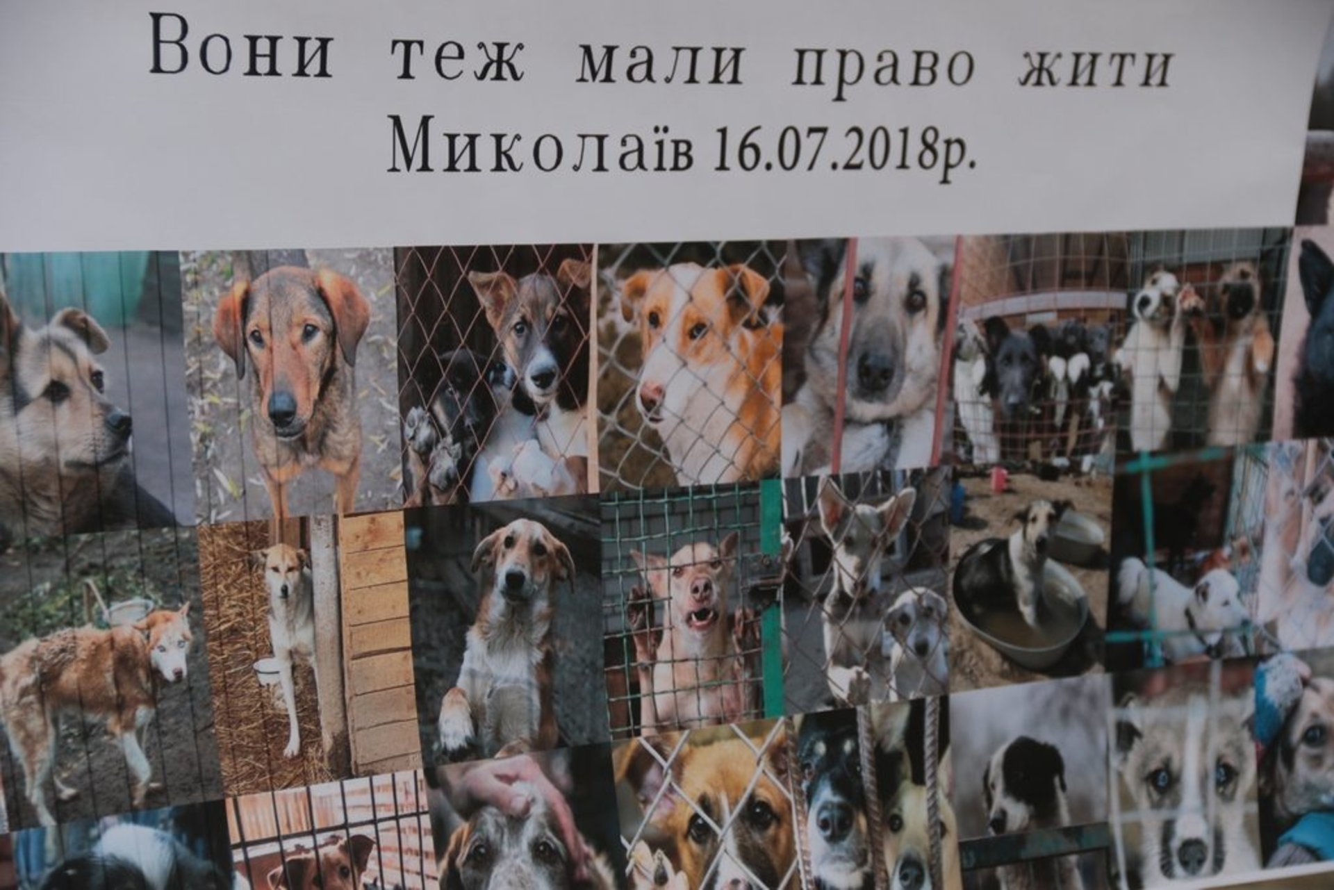 Акція "Україна — не живодерня", Львів, 20.07.18