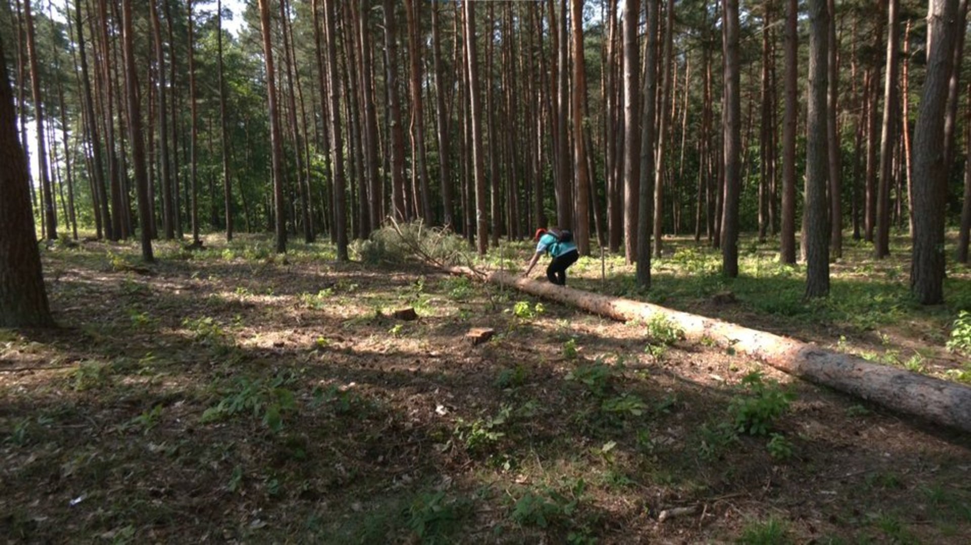 На Львівщині змагались команди вальників лісу