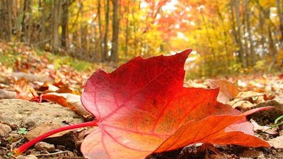 На Львівщині сьогодні - вітер та дощ