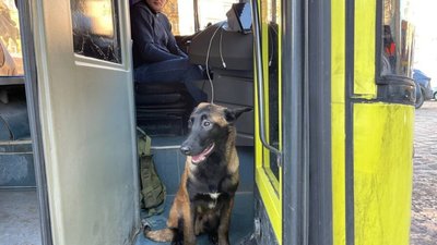 У Львові водій автобуса впустив безпритульного собаку, щоб той зігрівся