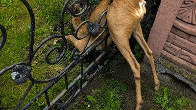 На Львівщині визволили з пастки лісову косулю (ФОТО)