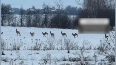 На Львівщині бігали козулі (ВІДЕО)