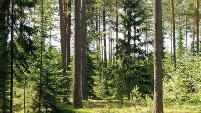 У лісі на Львівщині виявили тіло оголеного чоловіка