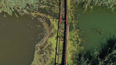 Біля Гамаліївського водосховища сталася масова загибель риби (ФОТО)
