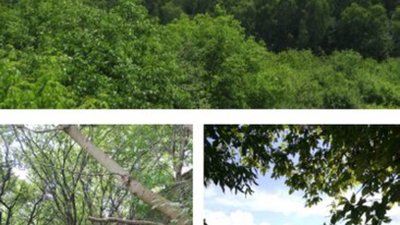 На Майорівці у лісі збудують житловий комплекс із спортзалом і басейном