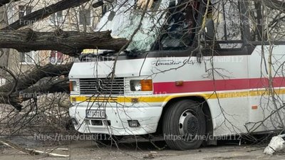 У Бурштині дерево впало на автобус (ФОТО)