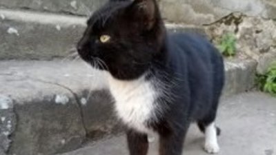 У Львові судили підлітка, який викинув кота з 9-го поверху будинку