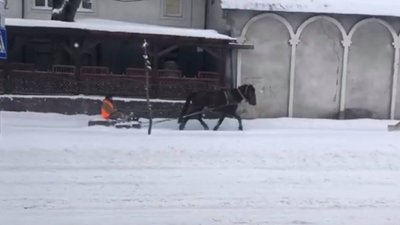 У Львівській області конем на санах відгортають сніг (ВІДЕО)