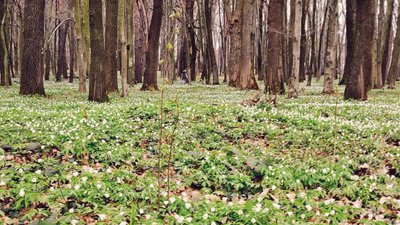 Брюховицький ліс вкрився килимом з квітів (ФОТО)