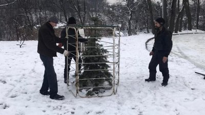 У центральному парку Львова встановлюють ґрати на хвойні дерева (ВІДЕО)