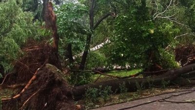 У Львові на Левандівці негода повалила дерева (ФОТО)