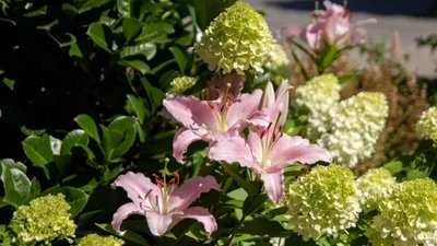 У Львові квітнуть лілії з Нідерландів