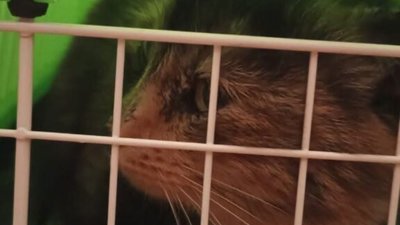 У Львові згоріли 11 безпритульних котів