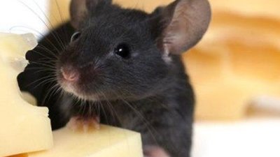 На ринку Сихова можна «підчепити» важку хворобу від базарних продуктів