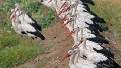 Цього року осіння міграція лелек почалася досить рано (ФОТО)