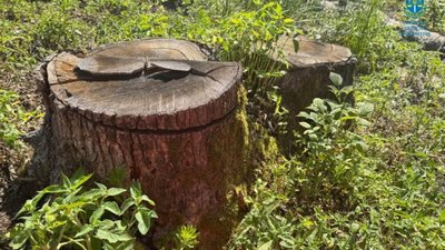 На Львівщині екскерівники лісгоспу отримали підозри