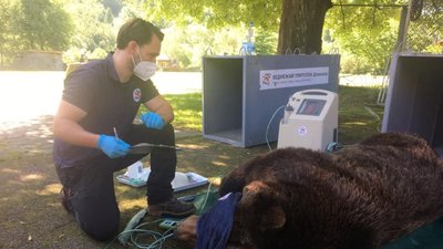 У ведмежий притулок на Львівщині привезли трьох ведмедів (ФОТО)
