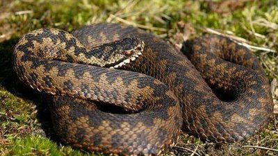 На Львівщині від укусу змії постраждала 10-річна дівчинка