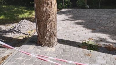 У Львові у спальному районі може загинути дерево (ВІДЕО)