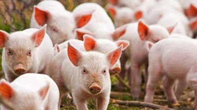 На Львівщині тривають заходи із профілактики та недопущення АЧС