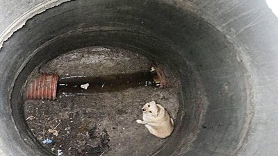 На Львівщині рятувальники врятували собаку, що впав у колодязь