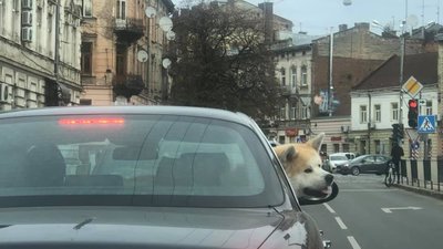 Як у Львові собака-пасажир «Ягуару» підняла настрій перехожим (ФОТО)