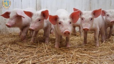 Аграрії Львівщини лідирують за виробництвом сільськогосподарської продукції