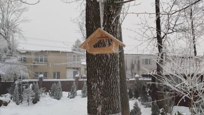 У Львові годують птахів (ФОТО)