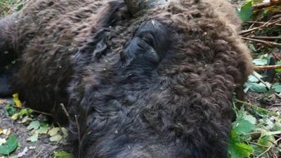 На Львівщині вантажівка MAN збила 5-річного зубра вагою 700 кг