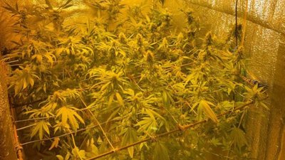 У Дрогобичі в будинку місцевого мешканця виявлено парник коноплі