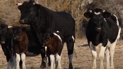 У Чорнобильській зоні живе стадо диких корів висотою майже в людський зріст (ФОТО, ВІДЕО)