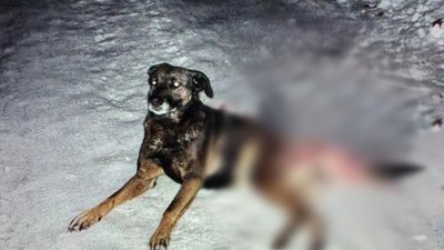 На Львівщині жінка застрелила собаку